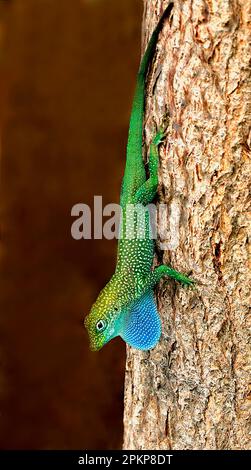 Grand Cayman blue-throated anole (Norops conspersus), adult male, display with elongated dewlap, descending trunk, Cayman Islands, North America Stock Photo