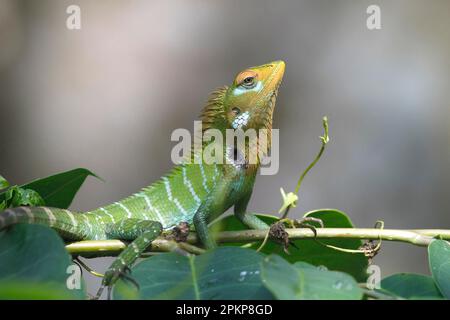 Green forest lizard (Calotes calotes), an adult male resting on vegetation just in front of it takes colour at the approach of a rival male, Sri Lanka Stock Photo