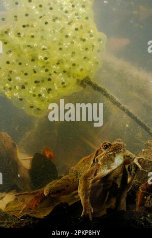 Italian agile frogs (Rana latastei), Amphibians, Other animals, Frogs, Animals, Italian Agile Frog adult female, with eggs underwater, Italy, Europe Stock Photo