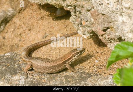 Common wall lizard (Podarcis muralis) introduced species, adult female, sitting on rocks, Dorset, England, United Kingdom, Europe Stock Photo
