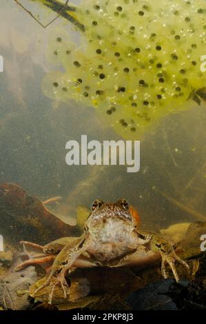 Italian agile frogs (Rana latastei), Amphibians, Other animals, Frogs, Animals, Italian Agile Frog adult, with eggs underwater, Italy, Europe Stock Photo