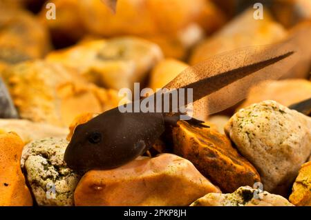 Common common toad (Bufo bufo) tadpole undergoing metamorphosis, with developing hind legs, resting underwater on gravel, Belvedere, Bexley, Kent, Eng Stock Photo