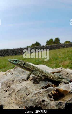 Archaeolacerta oxycephala oxycephala, sharp-snouted rock lizard (Dalmatolacerta oxycephala), Dalmatian green lizard (Lacerta), Other animals, Reptiles Stock Photo