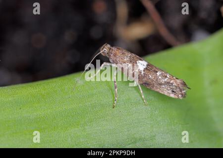 Detailed closeup on the small Leek moth, Acrolepiopsis assectella sitting on leaves, onion chives. Stock Photo