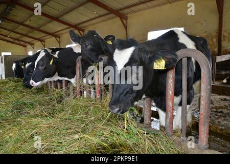 Cows, stable, dairy farm, Ambewela, Sri Lanka, Asia Stock Photo