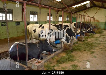 Cows, stable, dairy farm, Ambewela, Sri Lanka, Asia Stock Photo