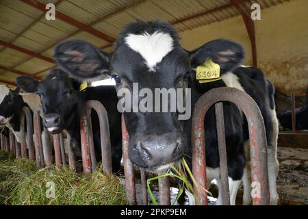 Cows, stable, dairy farm, Ambewela, Sri Lanka, Asia Stock Photo