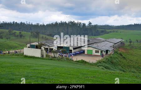 Stables, dairy farm, Ambewela, Sri Lanka, Asia Stock Photo