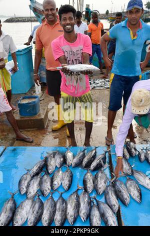 Fish market, harbour, Tangalle, Sri Lanka, Asia Stock Photo