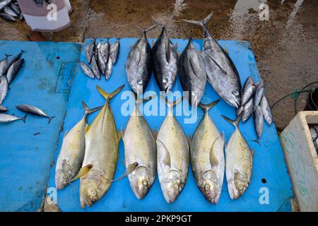 Fish market, harbour, Tangalle, Sri Lanka, Asia Stock Photo