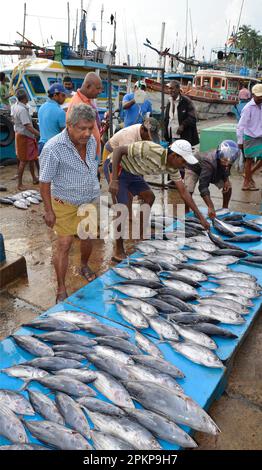 Fish market, harbour, Tangalle, Sri Lanka, Asia Stock Photo