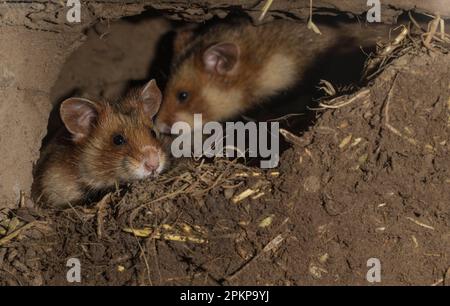 European Hamster (Cricetus cricetus), juvenile, in their burrow, Europe Stock Photo