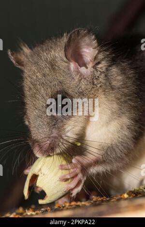 Fat dormouse, edible dormouse (Glis glis), adult, eating hazel nut, Europe Stock Photo