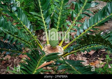 Sydney Australia, encephalartos arenarius or dune cycad which is native to south africa Stock Photo