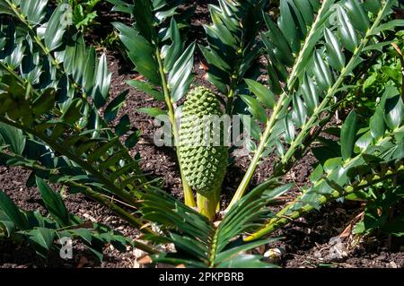 Sydney Australia, encephalartos arenarius or dune cycad which is native to south africa Stock Photo