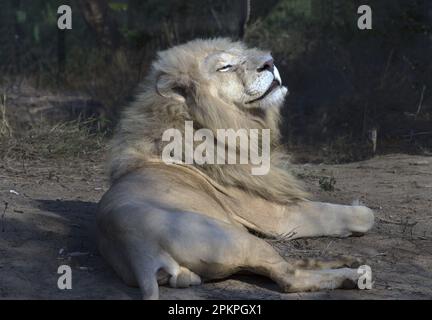 The white lion is a rare color mutation of the Timbavati area. White lions are the same as the tawny African Lion (Panthera leo krugeri) found in some Stock Photo