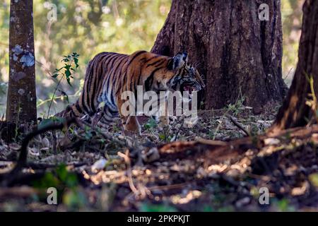 Bengal tiger (Panthera tigris tigris,), young male in the dark forest of Nagarahole Tiger Reserve, Karnataka, Indfia. Stock Photo