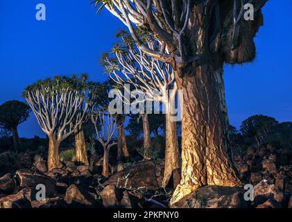 The Quiver Tree Forest is a forest and tourist attraction of southern Namibia. It is located about 14 km north-east of Keetmanshoop, on the road to Ko Stock Photo