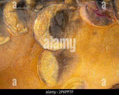 Carp fish scales grunge texture back ground Stock Photo - Alamy