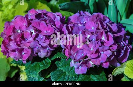 Hydrangeas in full bloom on a spring day at the Marjorie McNeely Conservatory at Como Park Zoo and Conservatory in St. Paul, Minnesota USA. Stock Photo