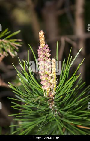 A male inflorescence of a pine tree, in the An Torr woodland in Glen Coe Scotland Stock Photo