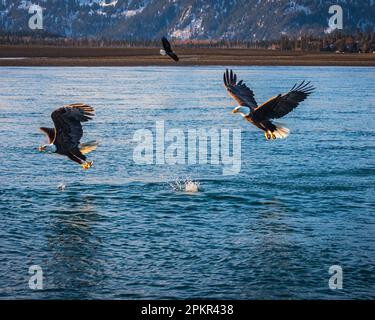 Three eagles fishing with snow covered forested mountains in background Stock Photo