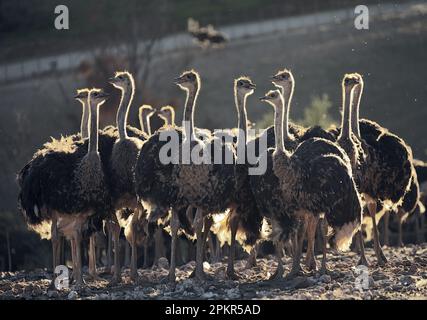 Late afternoon sun backlights young female ostriches in a camp on the slopes of the Kammanassie Mountain in the Klein Karoo near the farming village o Stock Photo