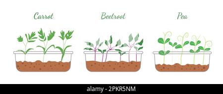 Set of Microgreens Icons Isolated on White Background. Carrot, Beets, Radish and Green Peas. Healthy Food Sprouts. Vector Illustration Stock Vector
