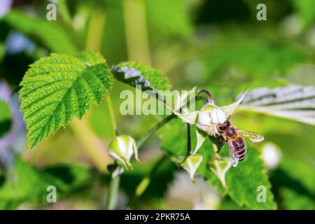 A bee on a raspberry flower collecting nectar. Close-up. A clear summer day Stock Photo