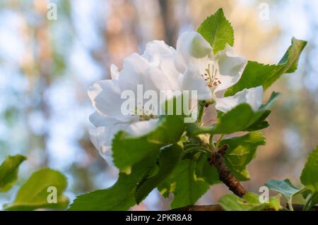 Crab Apple (malus Sylvestris) blossoming. Stock Photo