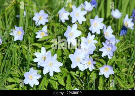 Pale Blue Spring Flowers Of Wood Anemone, Anemone Nemorosa Robinsoniana 