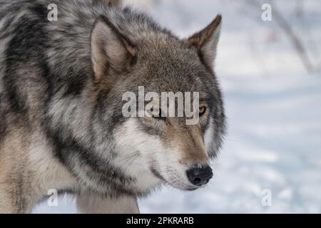 Timber Wolf (also known as a Gray or Grey Wolf) in the snow surrounded by trees Stock Photo