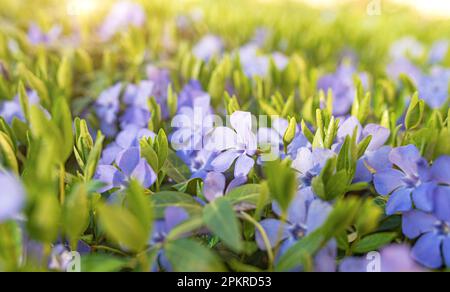 Beautiful periwinkle flowers in spring. Stock Photo