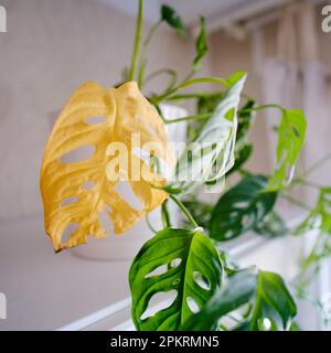 wei grne monstera Monstera Variegata (Schneewei)