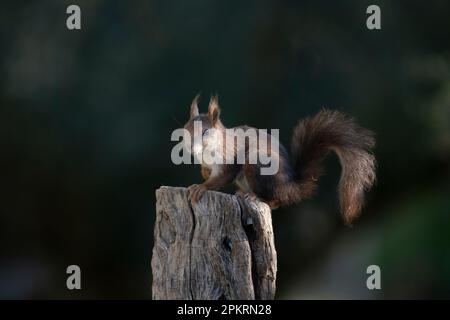 Eurasian red squirrel (Sciurus vulgaris) sits attentively on tree stump. Stock Photo