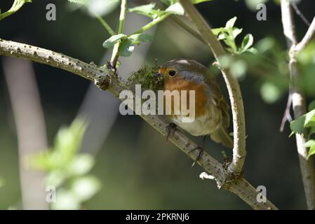 Close-Up Image of a European Robin (Erithacus rubecula) Perched in a Bush, Carrying Nesting Material in Its Beak in April in the UK Stock Photo