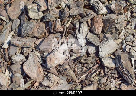 Natural pine tree bark. Abstract background. Tree bark. Close-up view of the bark of a pine tree. Trunk texture. Stock Photo