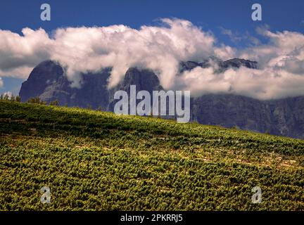 View across the vineyards of Tokara to the Groot Drakenstein Mountains of the Cape. Stock Photo