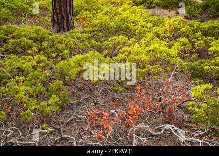 Spring Manzanita glows in late evening light along the Rim Trail of Bryce Canyon National Park in Utah Stock Photo