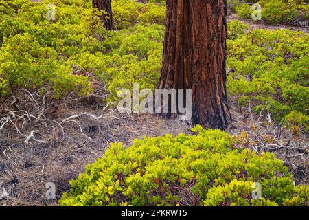 Spring Manzanita glows in late evening light along the Rim Trail of Bryce Canyon National Park in Utah Stock Photo