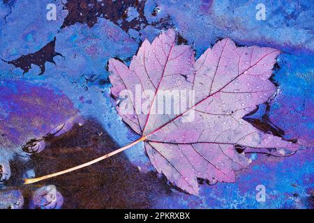 Autumn leaf along the shore of Lake Jean in Ricketts Glen State Park, Pennsylvania Stock Photo