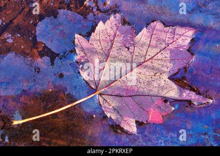 Autumn leaf along the shore of Lake Jean in Ricketts Glen State Park, Pennsylvania Stock Photo