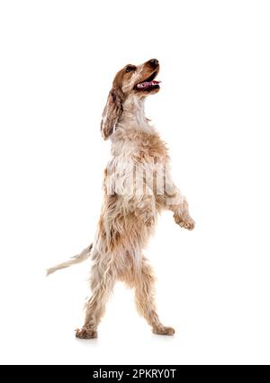 English Cocker Spaniel in front of white background Stock Photo