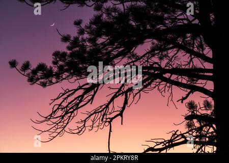 Moonset through Forest at dusk in Bryce Canyon National Park in Utah Stock Photo