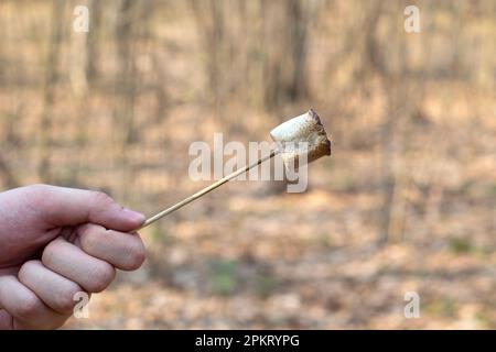 Toasted Marshmallow On A Stick Roasting Over Campfire On blurred Background Camping Summer Fun Concept Stock Photo