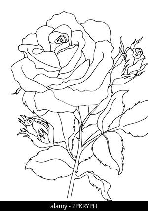 Rose Flower Coloring Page for Adults Stock Vector Image & Art - Alamy