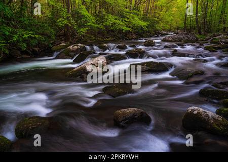 Spring color in the Tremont section of Great Smoky Mountain National Park near Townsend, Tennessee Stock Photo