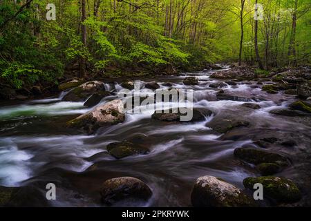 Spring color in the Tremont section of Great Smoky Mountain National Park near Townsend, Tennessee Stock Photo