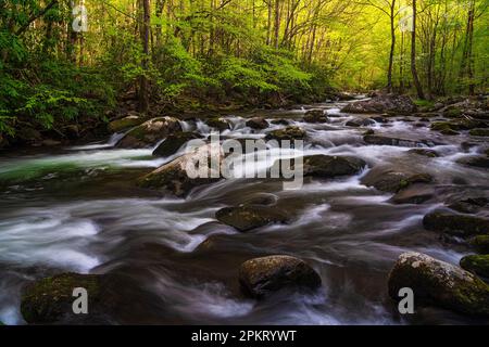 Spring color in the Tremont section of Great Smoky Mountain National Park near Townsend, Tennessee Stock Photo