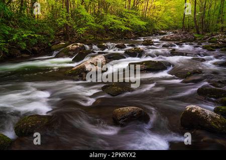 Spring color in the Tremont section of Great Smoky Mountain National Park near Townsend, Tennessee Stock Photo